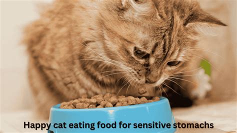 33 Sensitive Stomach Kitten Food Options for Your Furry Friend