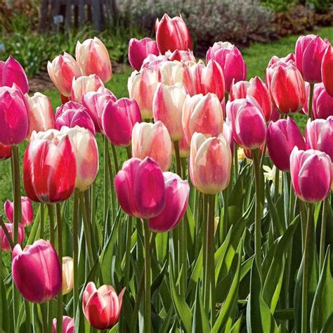 33 Surprising Tulip & Rose Facts for Franklin, NY Lovers