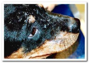 33 Ways To Cure Dermatitis In Dogs