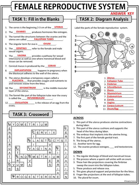 34 3 The Reproductive System Answer Key Doc