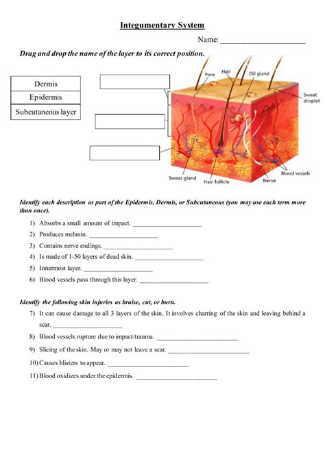 36 Section 3 The Integumentary Answers Doc