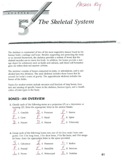 36 The Skeletal System Answer Key Kindle Editon