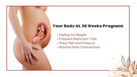 36 Weeks Pregnant: Your Baby's Weight and Development