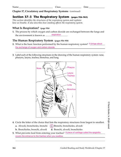 37 3 The Respiratory System Answer Key Kindle Editon