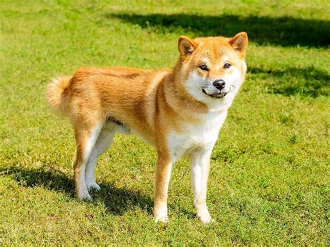 37 Hokkaido Inu Puppies for Sale Near You in 2023