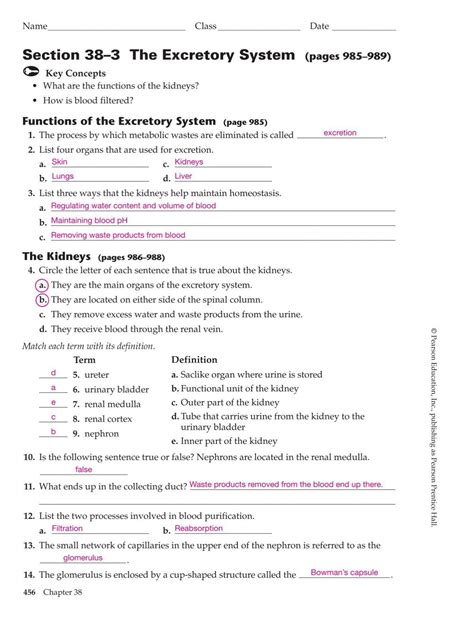 38 3 The Excretory Systems Workbook Answers PDF