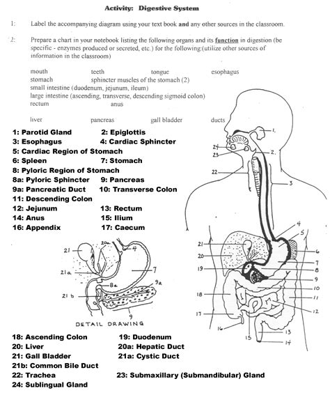 38 The Process Of Digestion Answer Key Epub