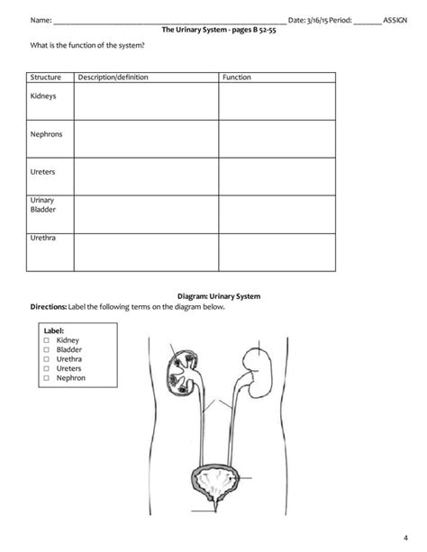 39 Digestive And Excretory Systems Answers PDF