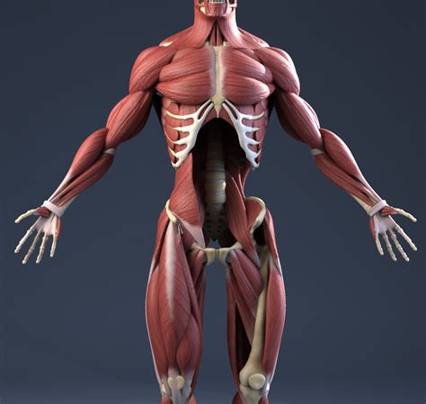 3d anatomy models muscles Epub