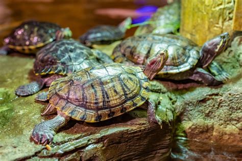 4,321 Reasons Turtles Belong in Space