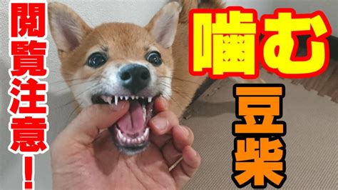 4 ヶ月 子犬 しつけ