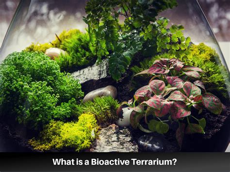 4 Bioactive Terrarium Benefits VS Traditional Terrariums by 2025