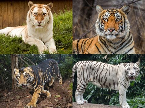 4 Breathtaking Types of Tigers