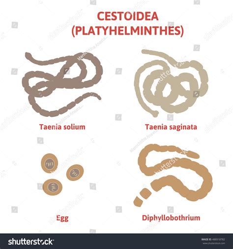 4 Common Types of Tapeworms