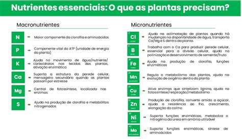 4 Elementos Essenciais da 4455 Bet