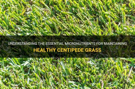 4 Essential Elements for Healthy Centipede Grass