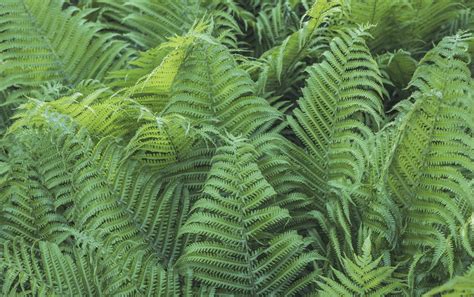 4 Essential Fern Fertilizer Tips for Outdoor Gardens