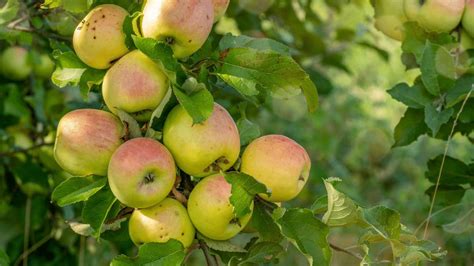 4 Essential Fertilizers for Healthy Apple Trees in 2023