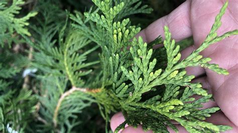 4 Essential Tips for Fertilizing Arborvitae for Lush Evergreen Growth