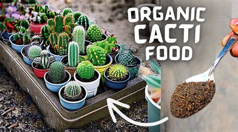 4 Fertilizers for Cactus Plants That Will Make Them Thrive