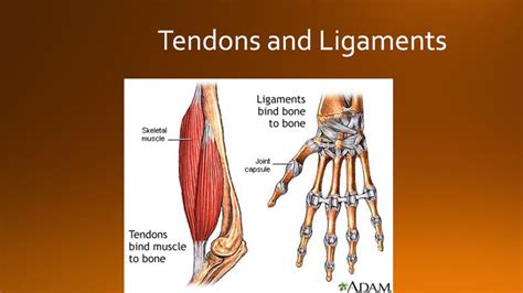 4 Ligaments and 4 Tendons That Keep Your Shoulders Strong and Stable