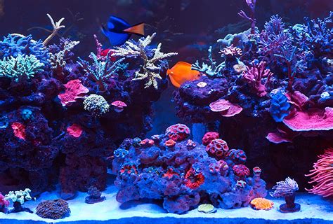 4 Powerful Aquarium Sustainable Practices VS 2025 Challenges