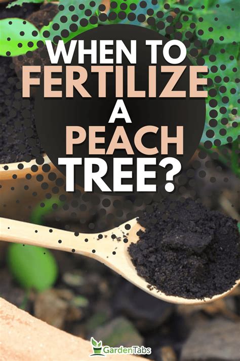 4 Smart Fertilizing Tips for Peach Trees: Grow Juicy Fruit with Ease