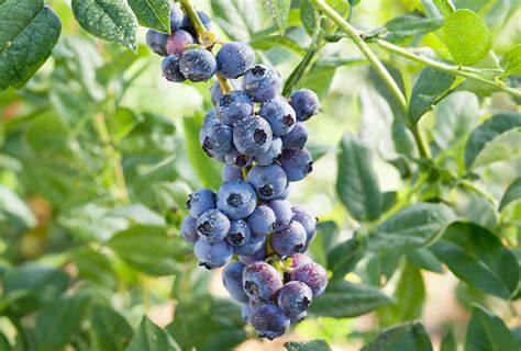 4 Steps to Fertilize Berry Bushes and Boost Your Harvest