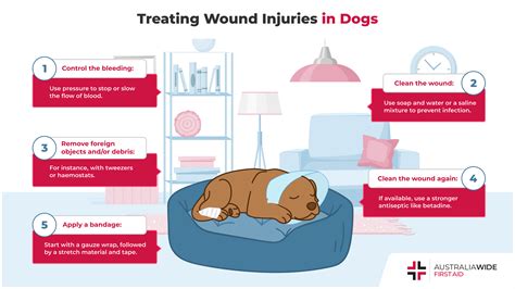 4 Steps to Wound Care for Dogs: Heal Your Furry Friend