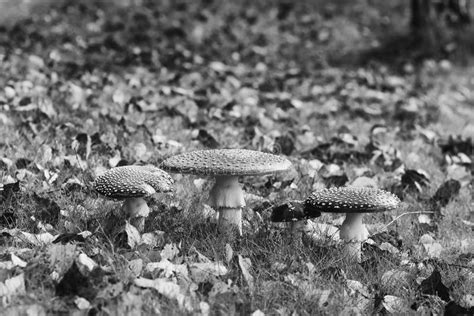 4 Types of Fly Agaric in Grantebridgescire