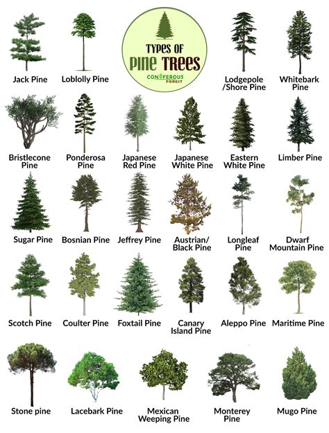 4 Types of Pine Tree Fertilizer Spikes That Will Make Your Pines Thrive