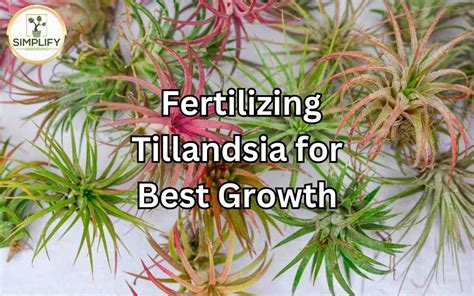 4 Ultimate Fertilizing Tips for Tillandsias in 2025