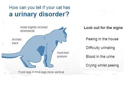 4 Useful Tables About Male Cat Bladder Infections