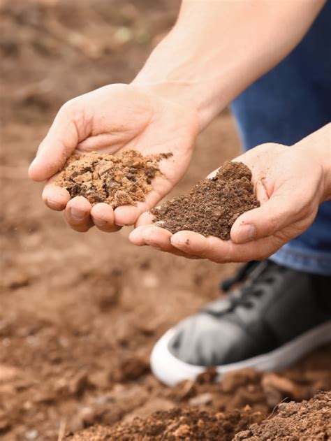 4 Ways to Enhance Your Soil for Unstoppable Growth