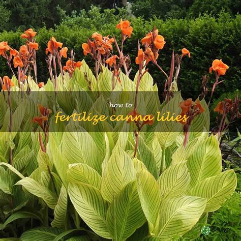 4-Step Canna Fertilizer Guide: How to Maximize Your Yield