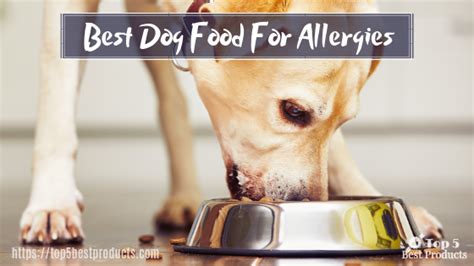 40% of Dogs Suffer From Food Allergies: A Comprehensive Guide to Allergy Food for Dogs