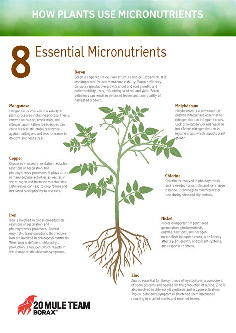 40 Ways to Use Micronutrients Fertilizer