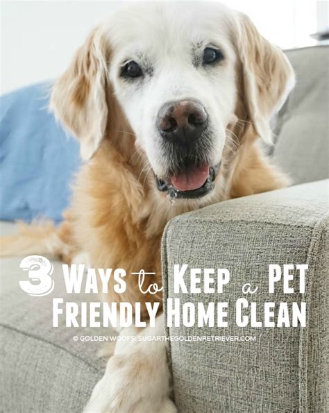 4025: How to Clean Pet-Friendly Homes