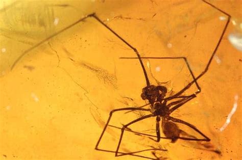 42 Ancient Amber with Bugs That Will Give You Goosebumps