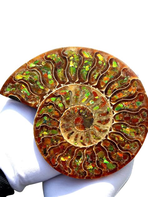 42 Fossil Ammonite Meanings That Will Astound You