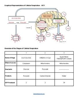 44 Overview Of Cellular Respiration Answer Key Reader