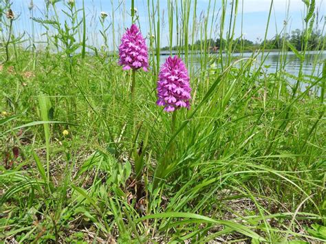 45 Orchids in the Wild: A Guide to Their Habitat and Conservation