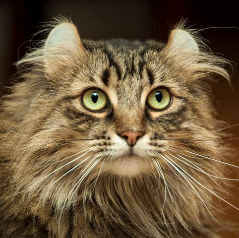 47 Cute Cat Breeds That Will Make You Want to Wear a Wig