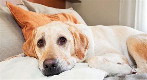 5,000+ Hotels Welcoming Your Furry Friends: Discover the Ultimate Pet-Friendly Stays