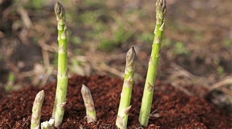 5,000+ Tips for Fertilizing Asparagus: A Comprehensive Guide