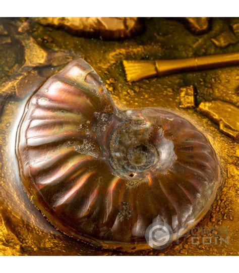 5,000+ Unique Ammonite Fossils for Sale: Discover the Hidden Treasures of Earth's Past