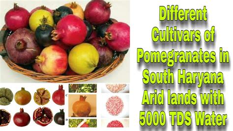 5,000 Pomegranates Benefit from Additional Fertilizer to Set Fruit