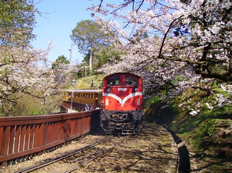 5小時暢遊阿里山森林鐵道「10大亮點」線上搶先預訂