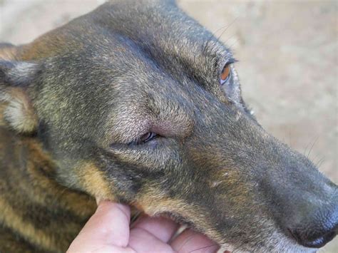 5 Alarming Causes of Swelling Around Eyes in Dogs and Their Treatments