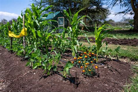 5 Amazing Compost-Fertilizer Combos That Will Supercharge Your Garden